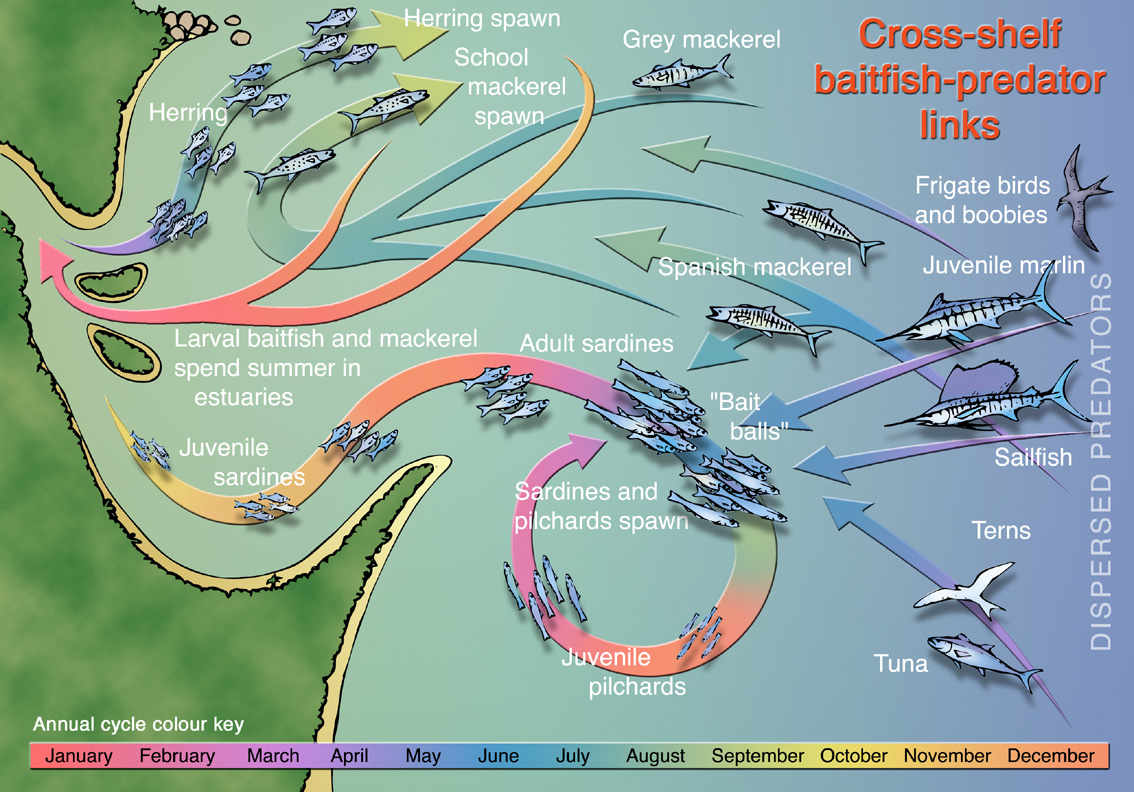 A graphic designed to powerfully communicate the complex temporal and spatial ecology of a tropical estuary. Part of a book chapter co-authored Dr Mike Cappo at the Australian Institute of Marine Science.